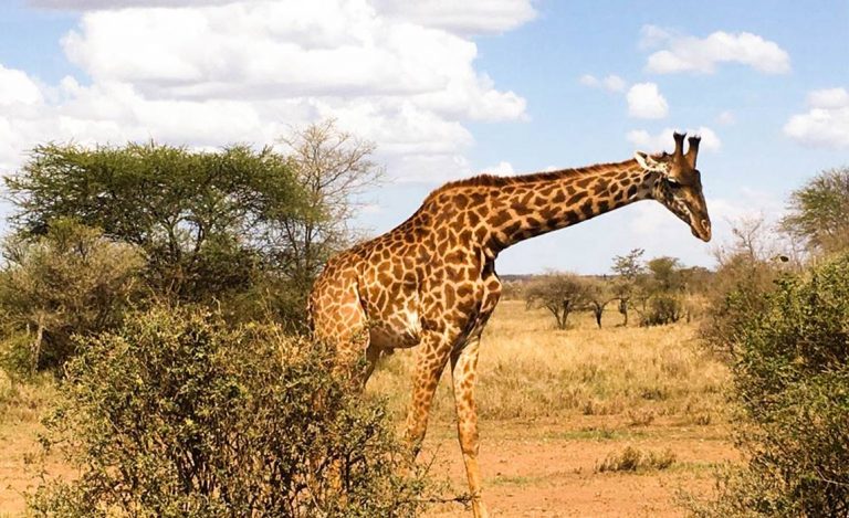 Giraffe in Arusha National Park